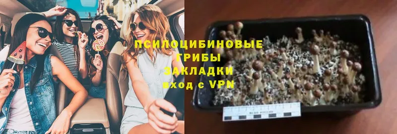 закладки  Трубчевск  Псилоцибиновые грибы Psilocybe 